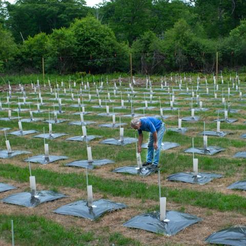 Photo of chestnut tree orchard